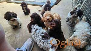Lagotto Romagnolo, kvalitetni štenci